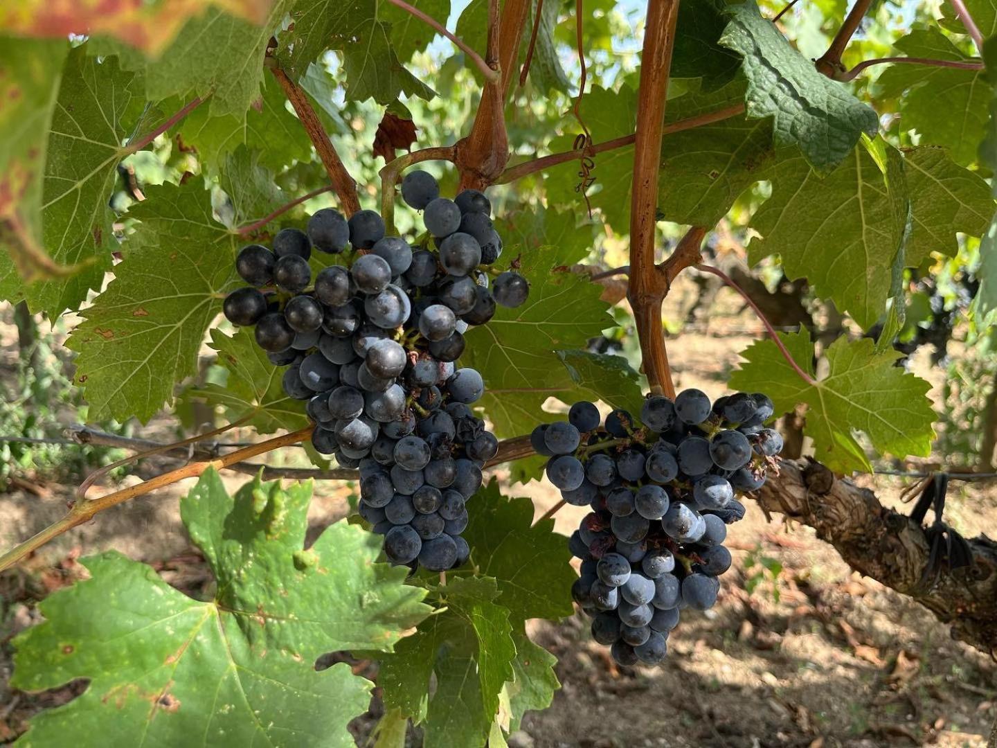 Les Logis Des Vignobles Saint Emilion En Duplex N 2 Avec Terrasse Lägenhet Exteriör bild